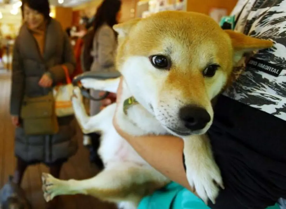 New York State Posts WARNING For Every Pet Owner