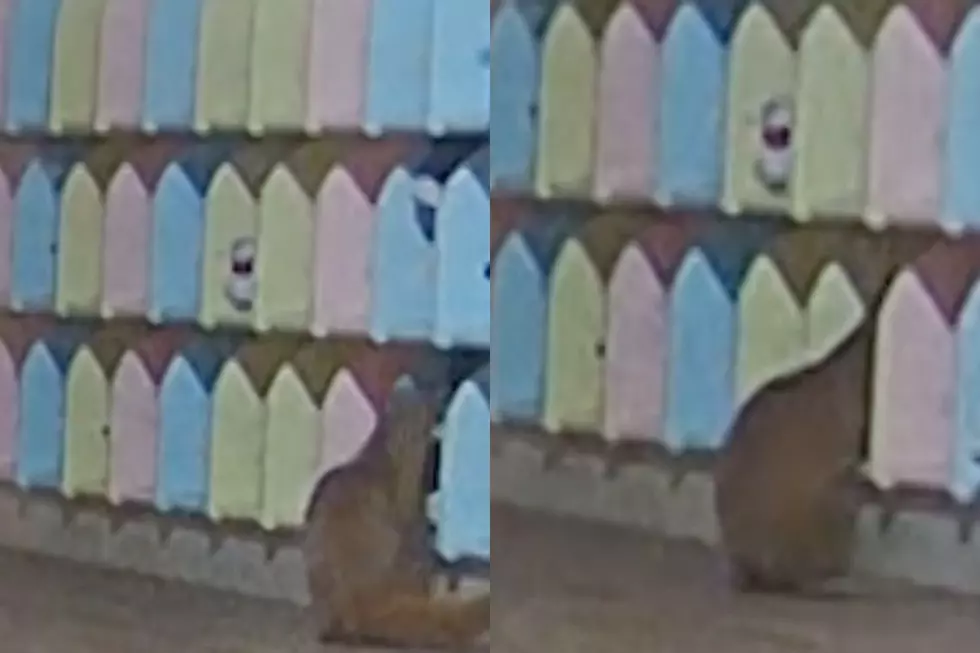 Mysterious Japanese Kindergarten Shoe Thief Turns Out to Be Adorable Critter, Not Pervert as Feared