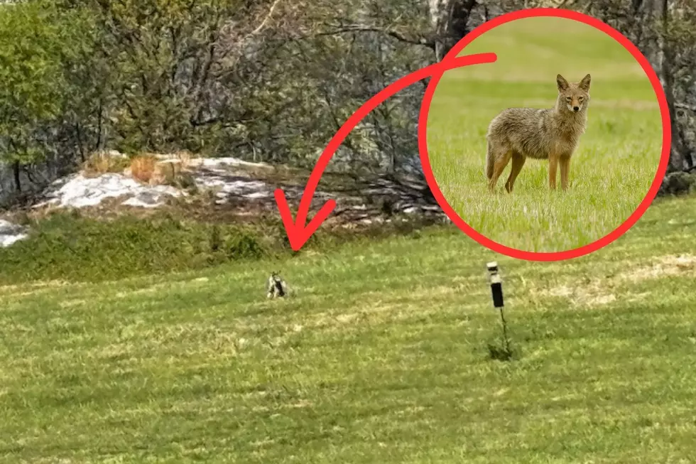 Special Warning for Coyote Sightings in the Hudson Valley This Month