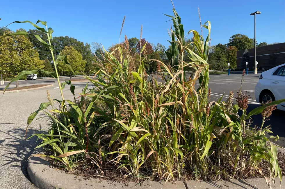 The Mystery of the Strange Kohl’s Parking Lot Corn Field
