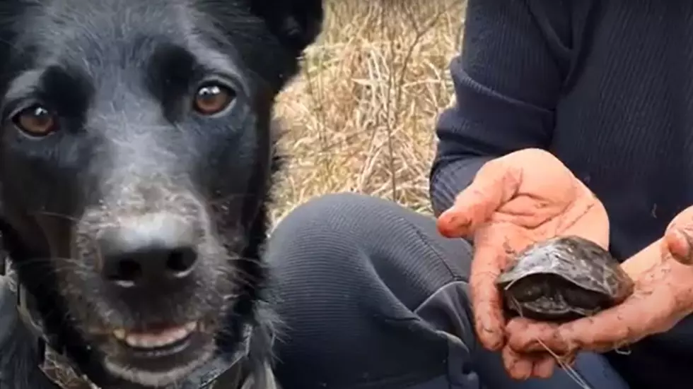 New York State Dogs Needed To Help Protect The Land You Love
