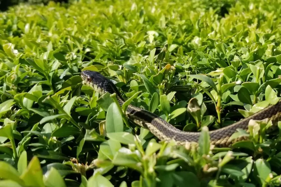 This New York Garter Snake Made Me Do a Double Take