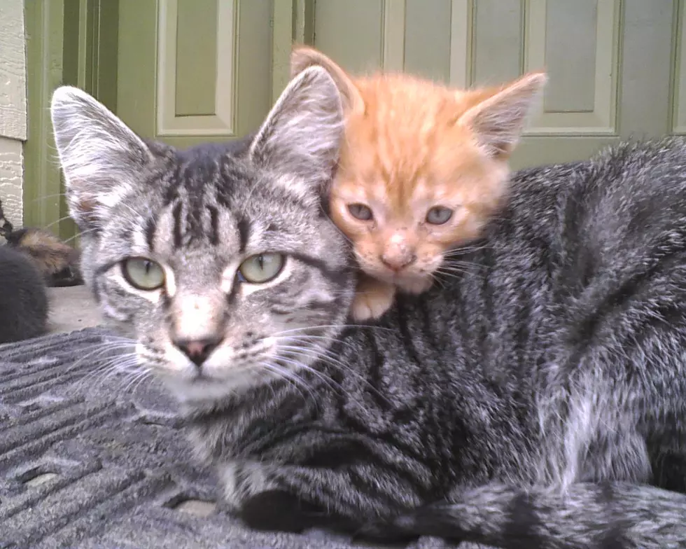 Materials Matter When You Make A Sturdy Outdoor Cat Shelter