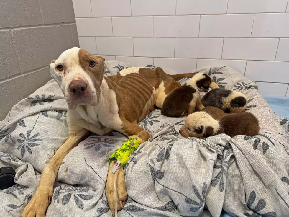 HVARS in Poughkeepsie Steps In to Save Severely Neglected Dog and Her Puppies