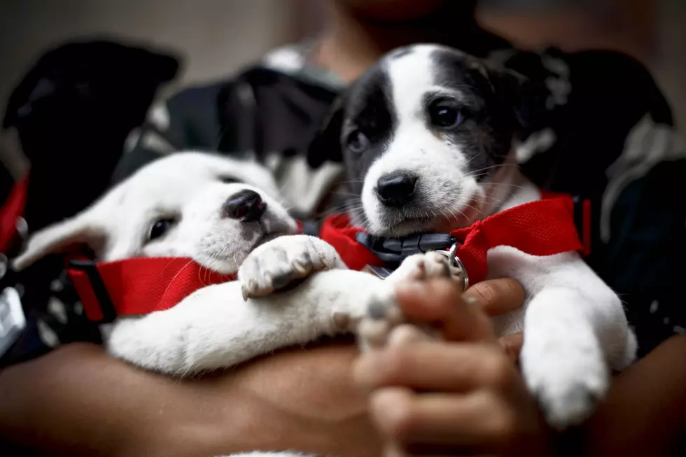 Free Rabies Vaccination Clinic This Month in Dutchess County NY
